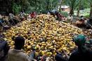 Farmers protest cutting down of cocoa trees for gold mining